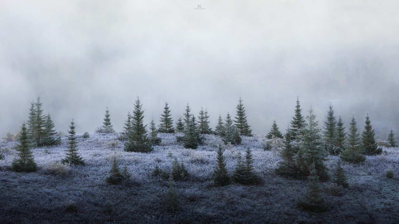 Обои лес, туман, елки, forest, fog, tree разрешение 3072x1728 Загрузить