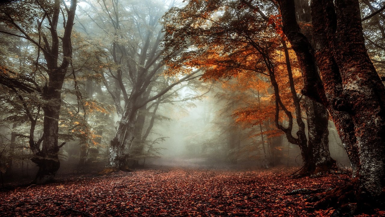 Обои лес, туман, ветки, стволы, листва, осень, аллея, forest, fog, branches, trunks, foliage, autumn, alley разрешение 3840x2160 Загрузить