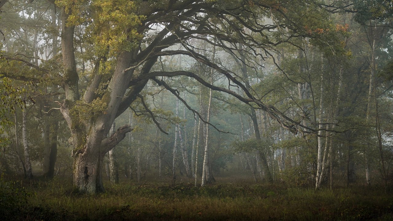 Обои лес, туман, forest, fog разрешение 3840x2160 Загрузить