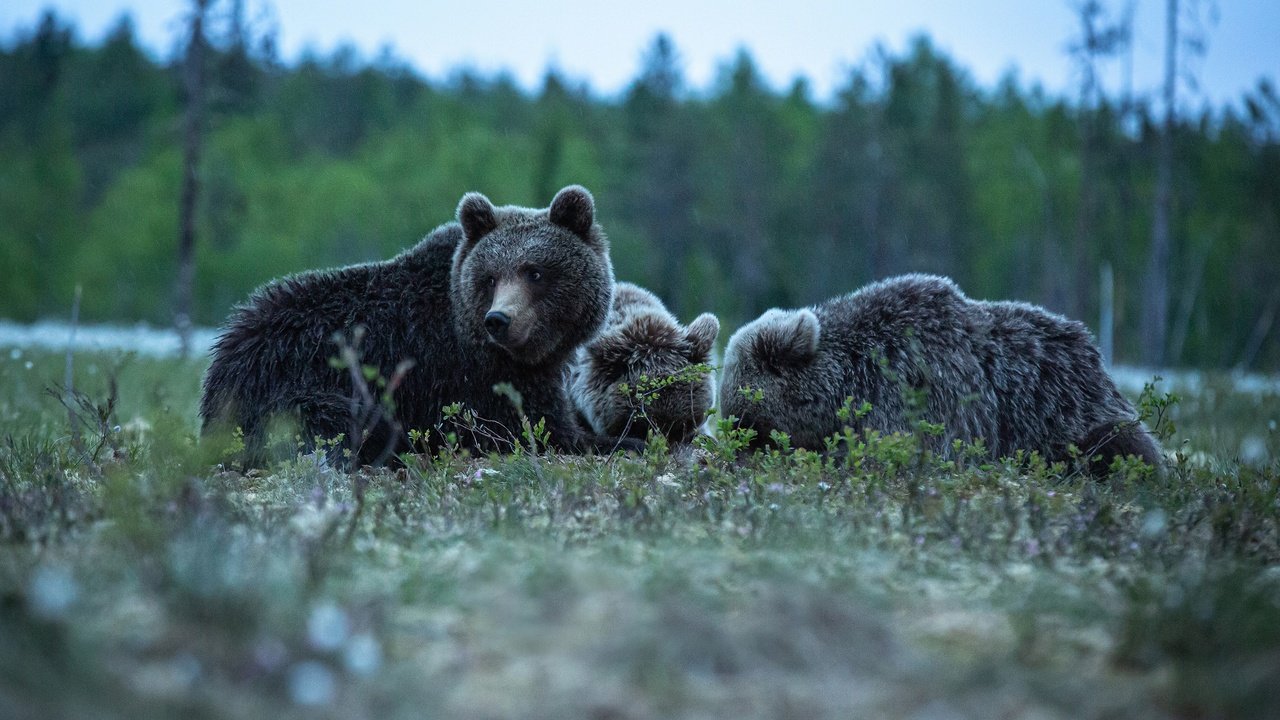 Обои медведи, bears разрешение 3200x2000 Загрузить