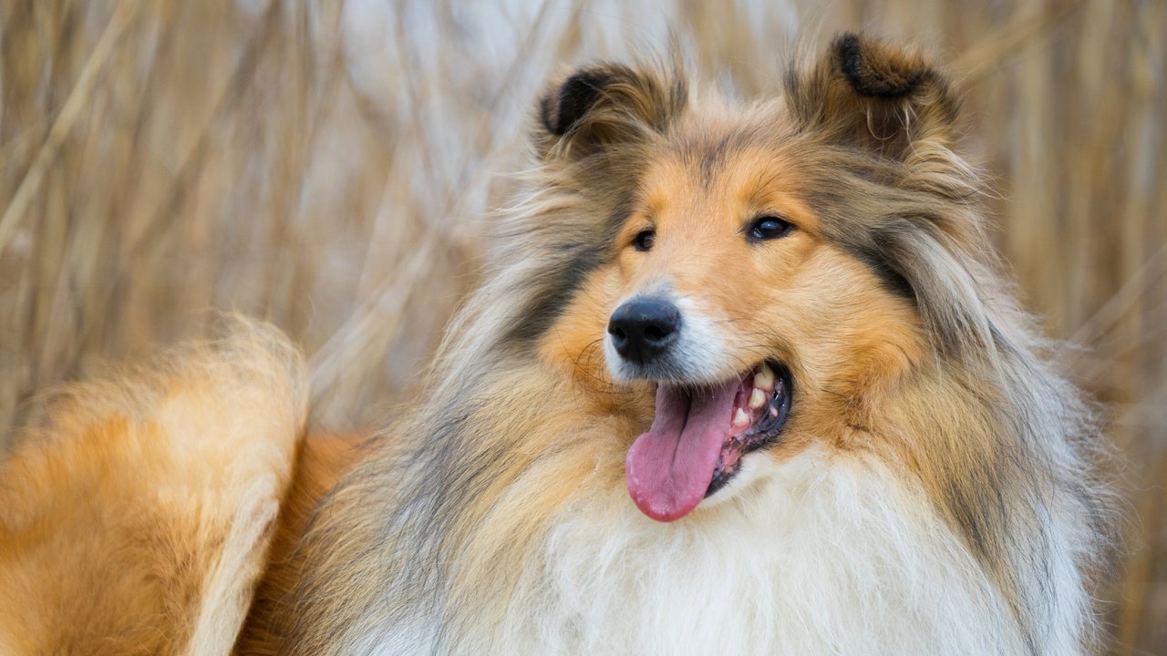 Обои морда, фон, собака, колли, face, background, dog, collie разрешение 5608x3739 Загрузить