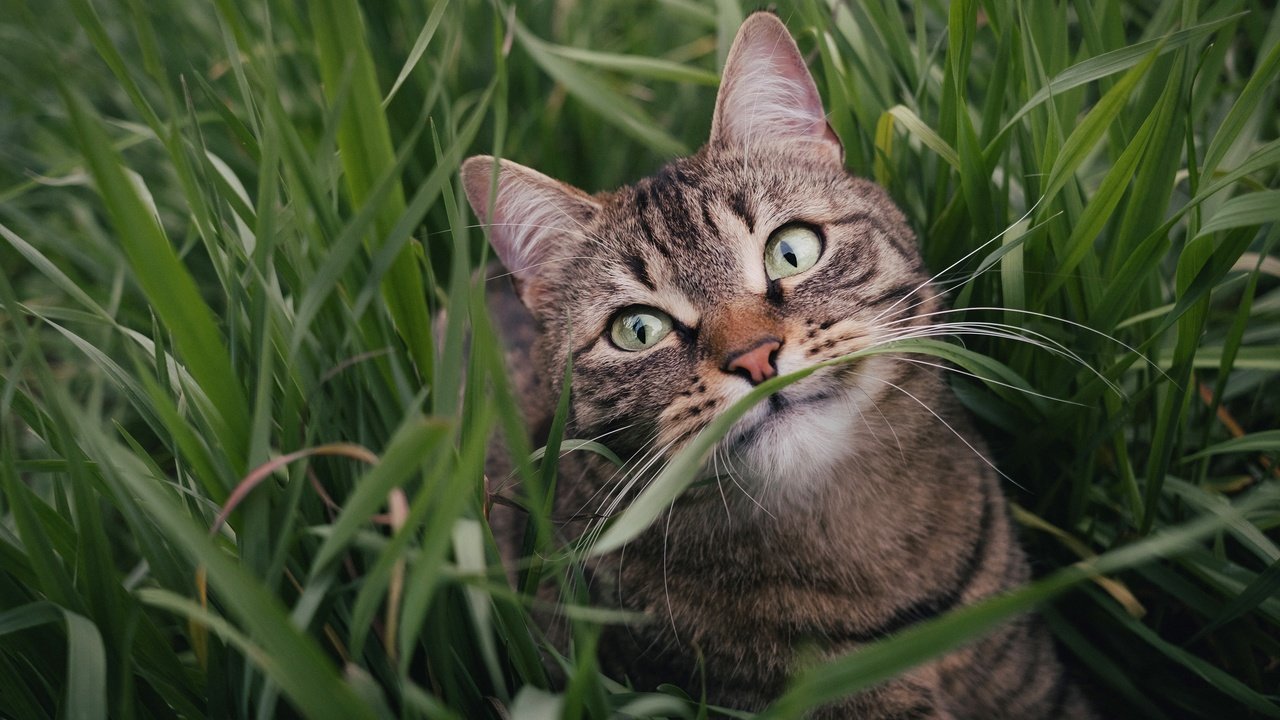 Обои морда, трава, зелень, поза, портрет, кот, лето, кошка, взгляд, look, face, grass, greens, pose, portrait, cat, summer разрешение 3840x2160 Загрузить