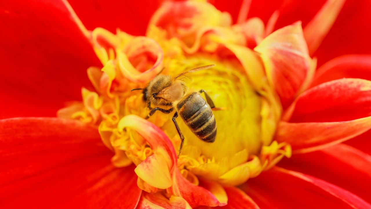 Обои насекомое, цветок, пчела, insect, flower, bee разрешение 3072x2048 Загрузить