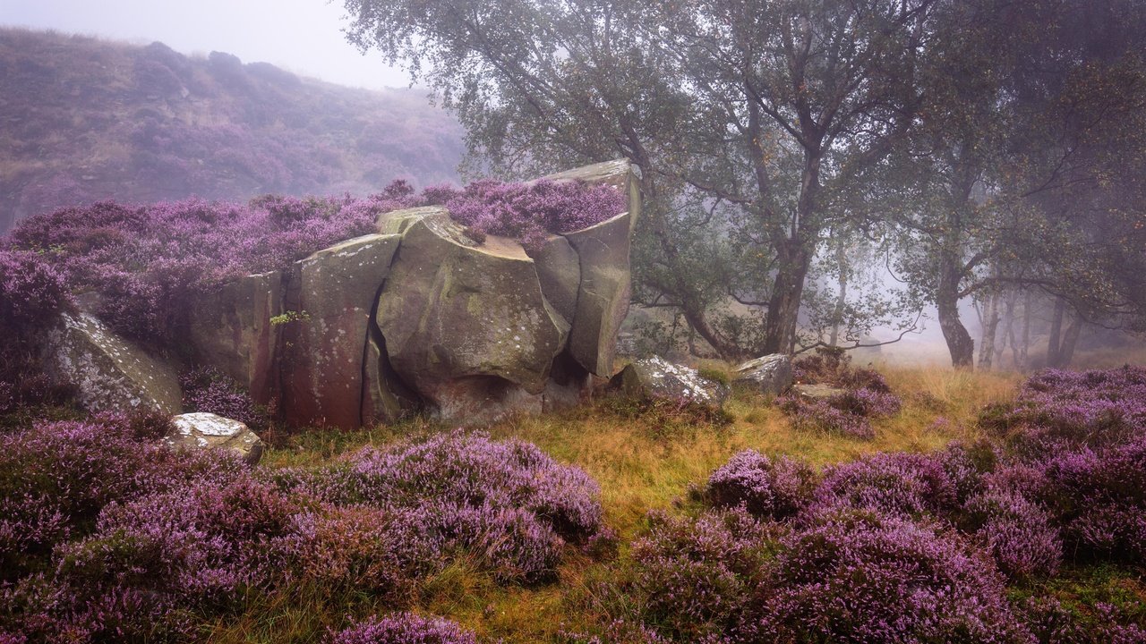 Обои небо, деревья, природа, камни, англия, вереск, пик-дистрикт, the sky, trees, nature, stones, england, heather, the peak district разрешение 7680x4320 Загрузить