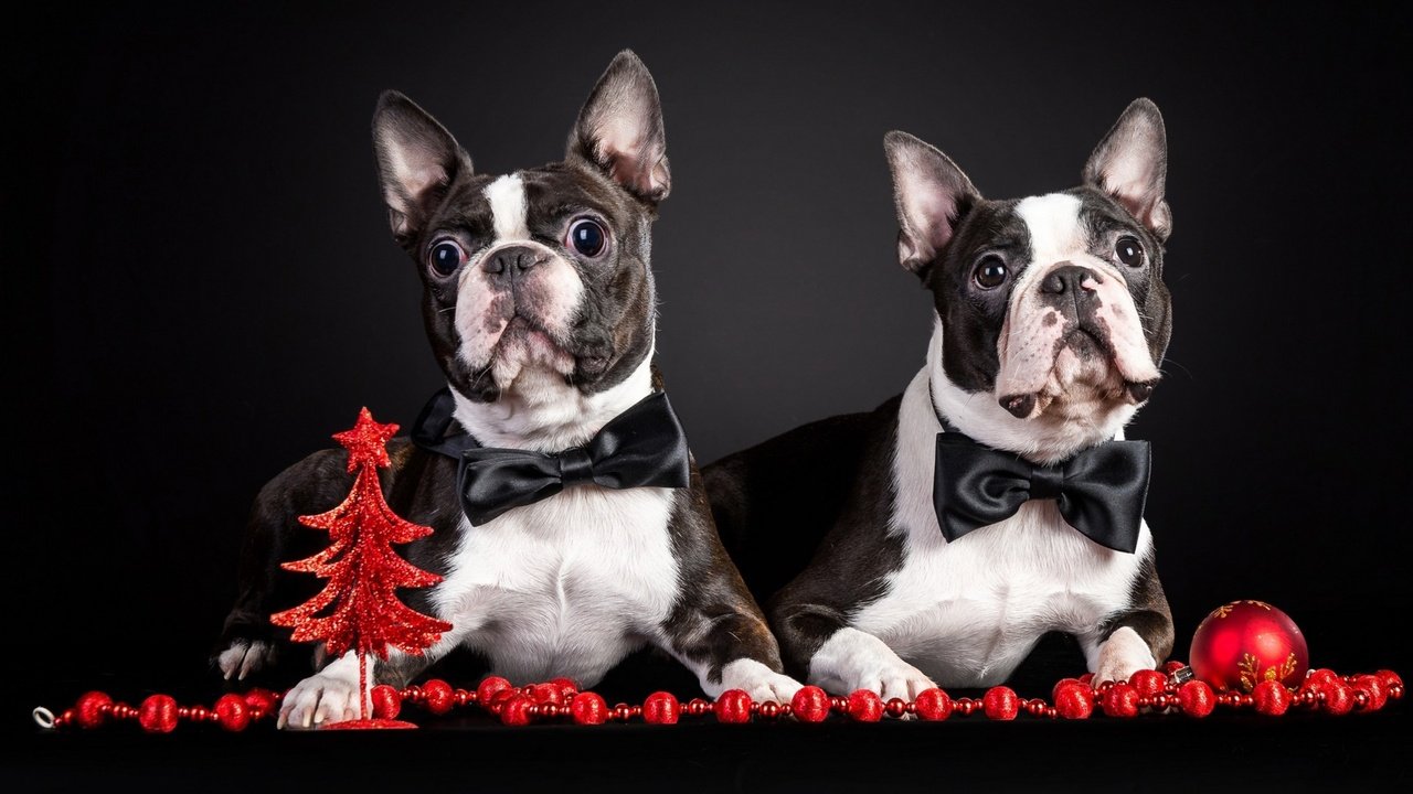 Обои новый год, животные, праздник, собаки, new year, animals, holiday, dogs разрешение 1920x1080 Загрузить