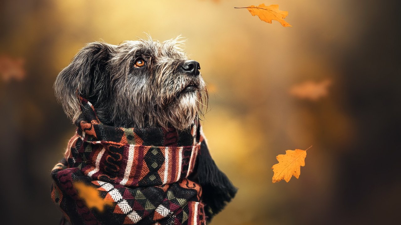 Обои осень, собака, шарф, autumn, dog, scarf разрешение 2048x1365 Загрузить