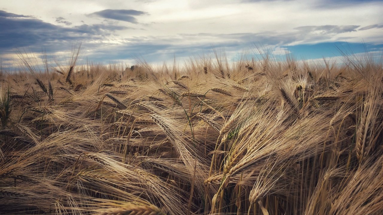 Обои поле, лето, field, summer разрешение 3840x2160 Загрузить