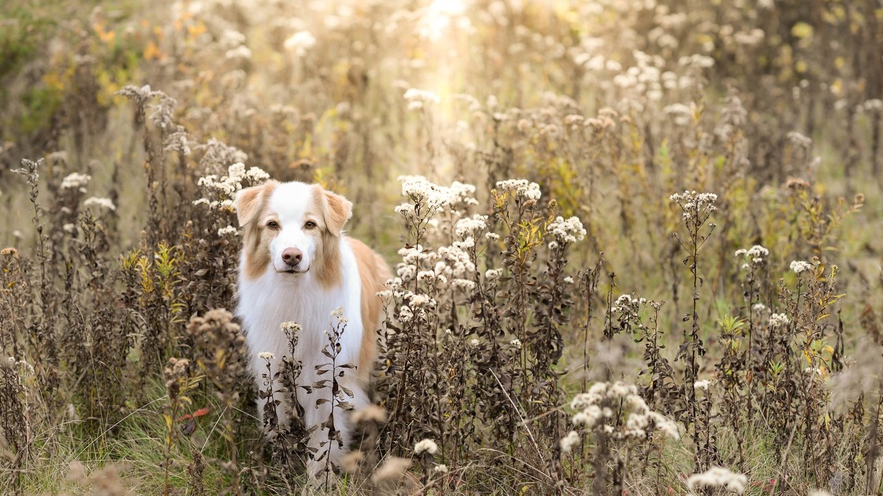 Обои поле, осень, собака, field, autumn, dog разрешение 5120x3373 Загрузить