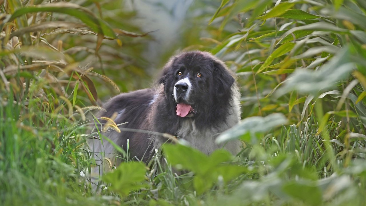 Обои поле, собака, кукуруза, ландсир, field, dog, corn разрешение 3600x2519 Загрузить