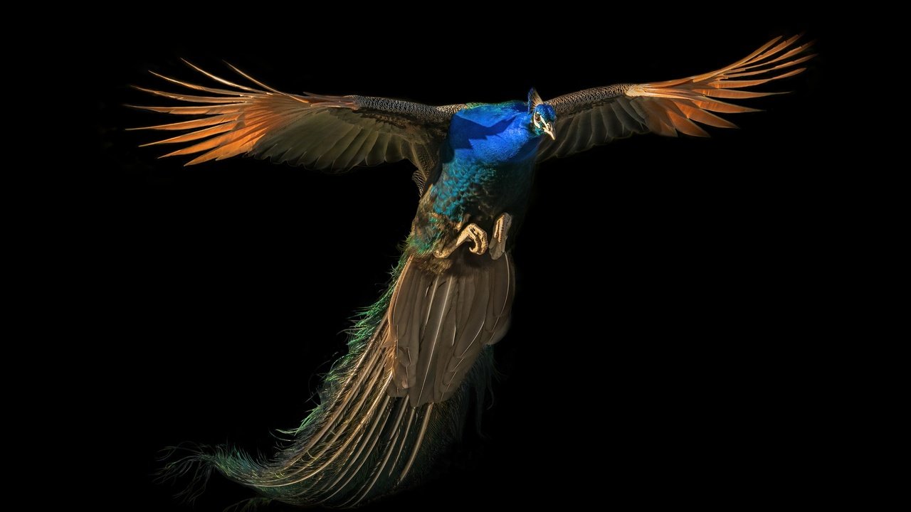 Обои полет, павлин, flight, peacock разрешение 2500x1667 Загрузить