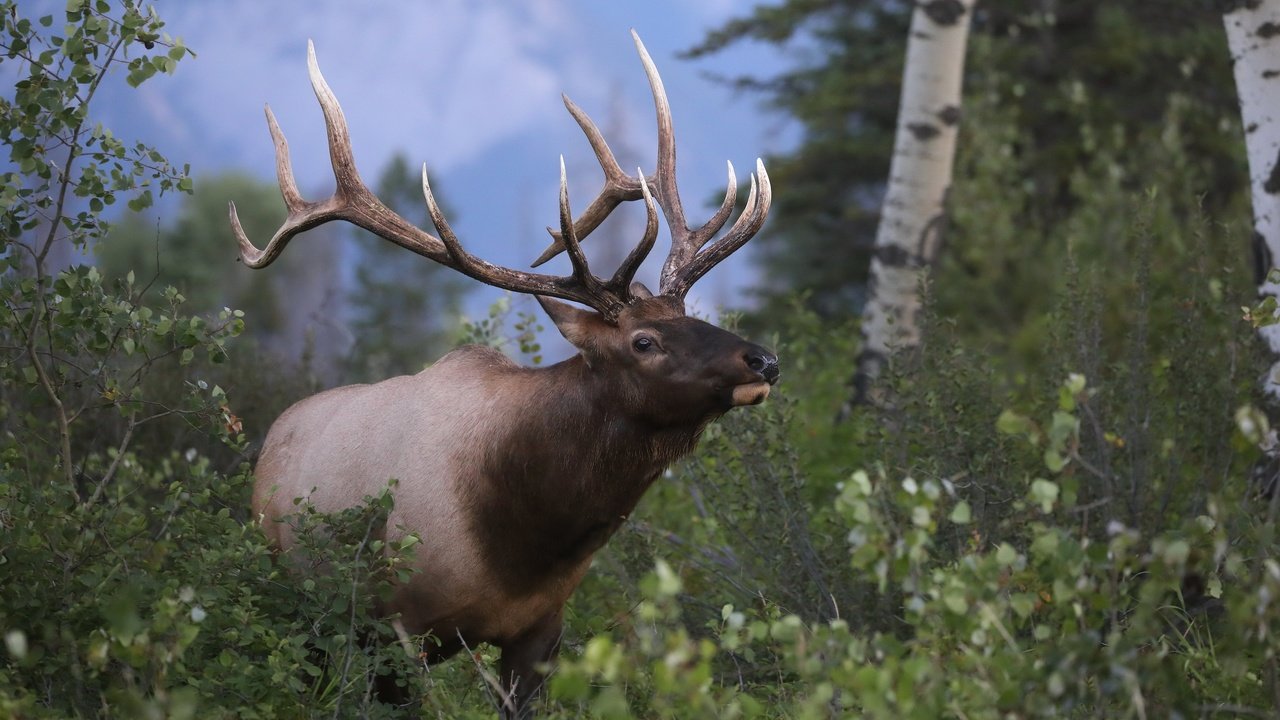 Обои природа, лес, олень, рога, вапити, nature, forest, deer, horns, wapiti разрешение 3072x2048 Загрузить