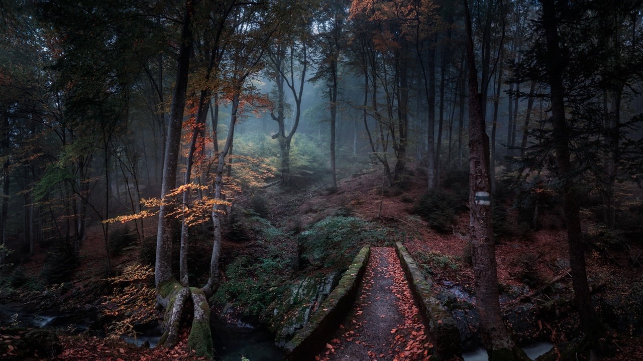 Обои природа, лес, туман, мост, речка, болгария, nature, forest, fog, bridge, river, bulgaria разрешение 2500x2000 Загрузить