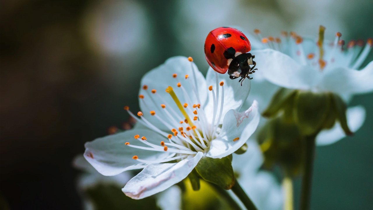 Обои природа, жук, макро, насекомое, божья коровка, весна, цветки, nature, beetle, macro, insect, ladybug, spring, flowers разрешение 3000x2000 Загрузить