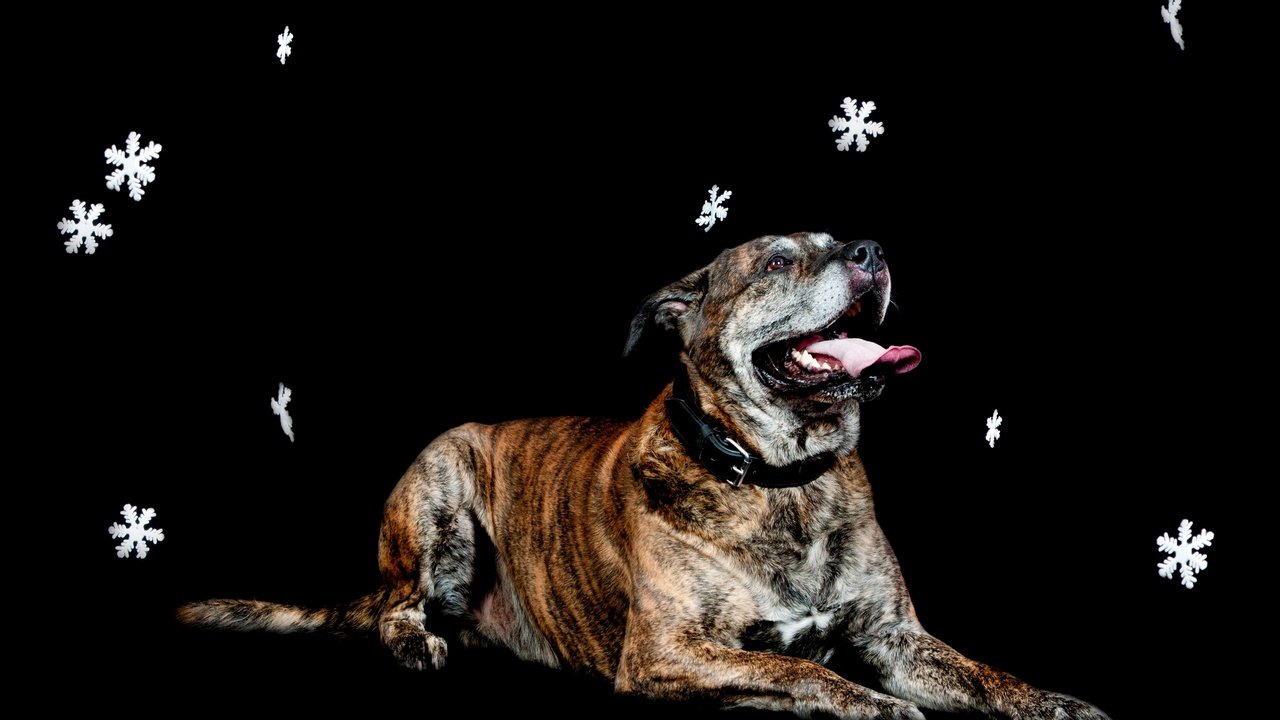 Обои снежинки, собака, лежит, черный фон, snowflakes, dog, lies, black background разрешение 3602x2398 Загрузить