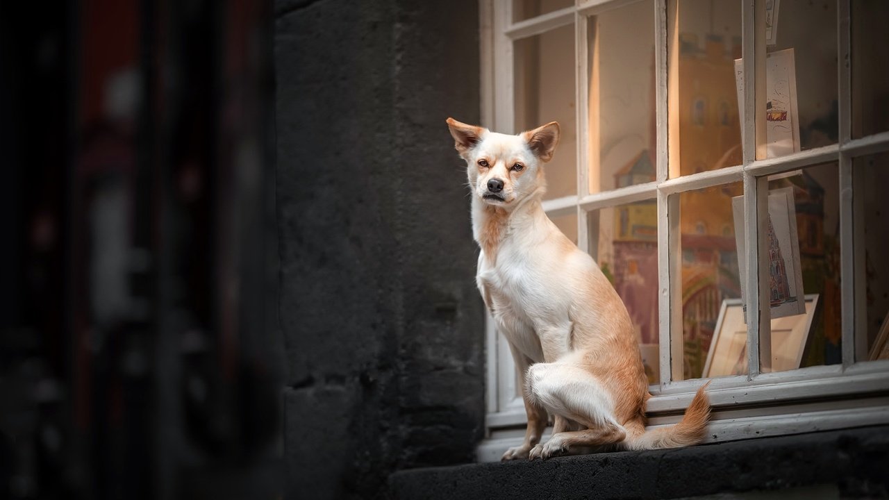 Обои собака, дом, окно, dog, house, window разрешение 2048x1280 Загрузить