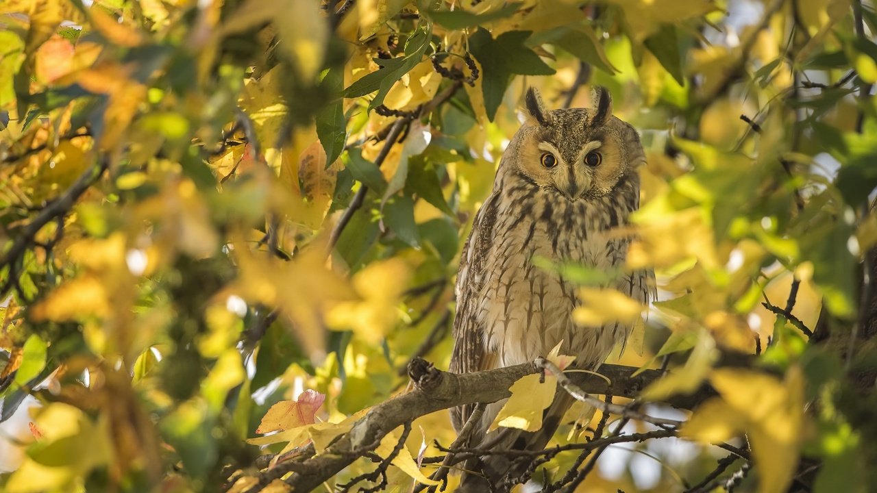 Обои сова, осень, птица, owl, autumn, bird разрешение 2048x1250 Загрузить