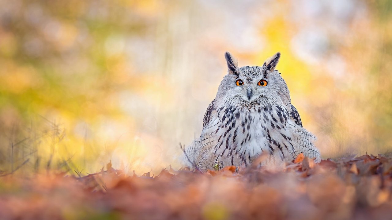 Обои сова, природа, листья, взгляд, осень, птица, боке, филин, owl, nature, leaves, look, autumn, bird, bokeh разрешение 2000x1334 Загрузить