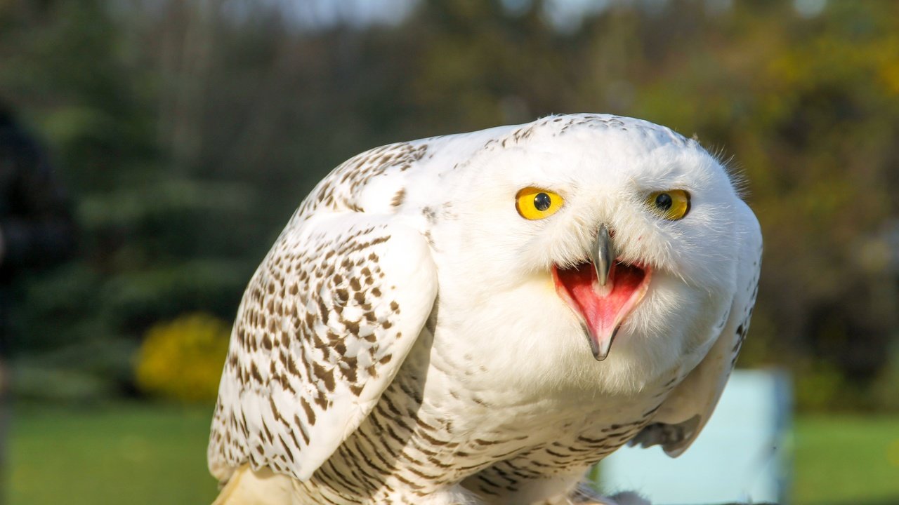 Обои сова, природа, птица, белая, полярная сова, owl, nature, bird, white, snowy owl разрешение 4272x2848 Загрузить