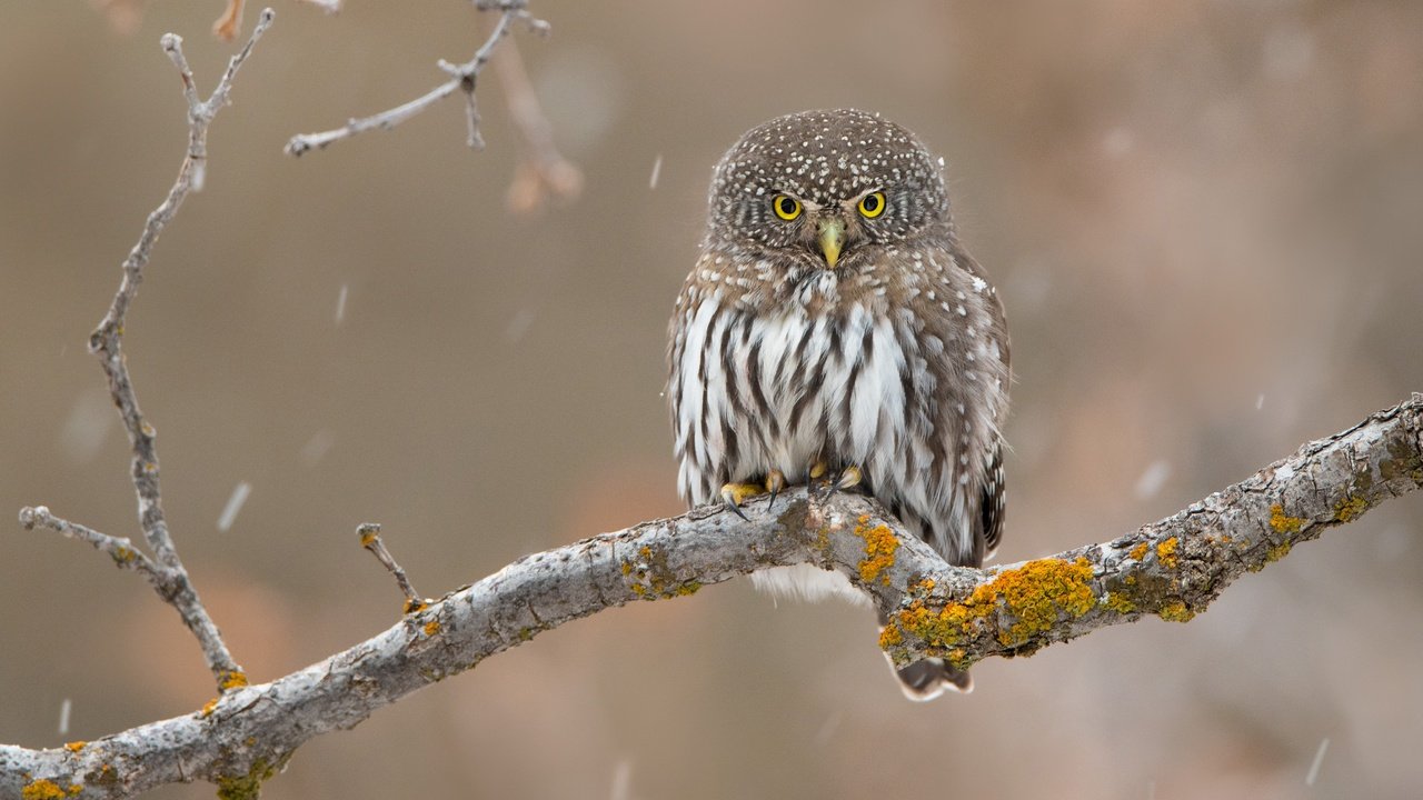 Обои сова, ветка, фон, птица, дождь, сыч, owl, branch, background, bird, rain разрешение 4604x3069 Загрузить