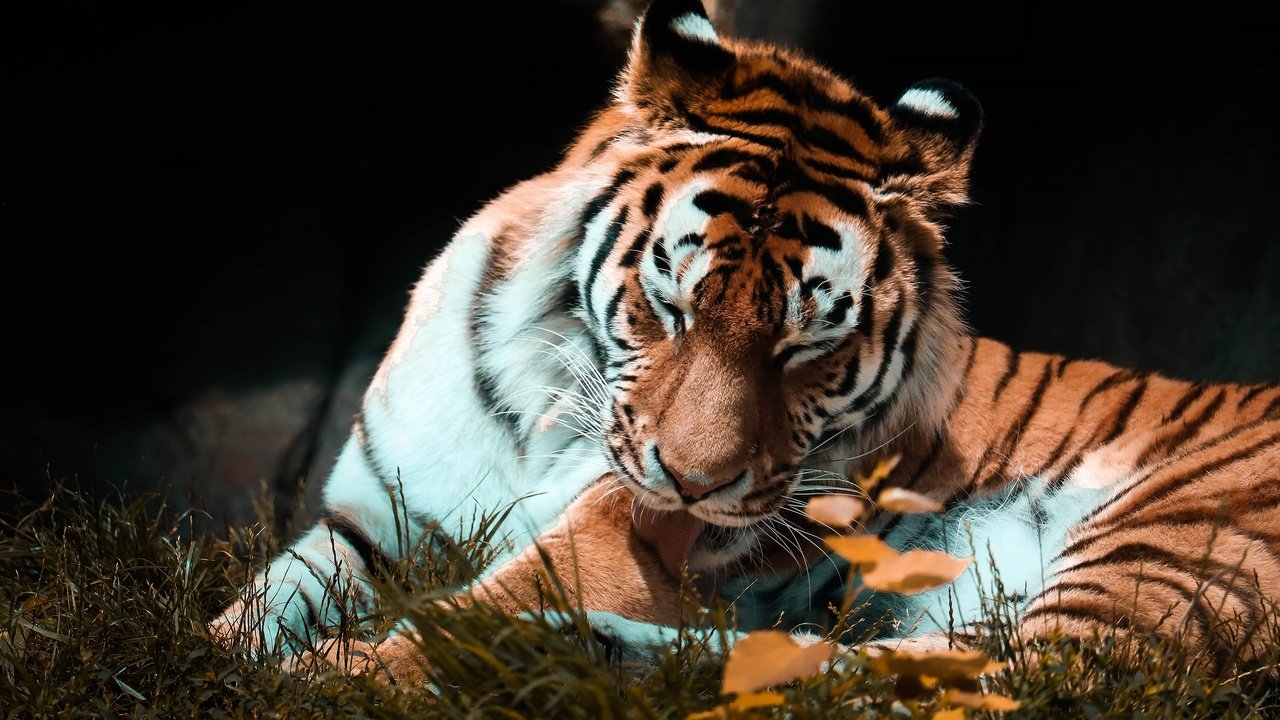 Обои тигр, поза, осень, темный фон, язык, tiger, pose, autumn, the dark background, language разрешение 2880x1839 Загрузить