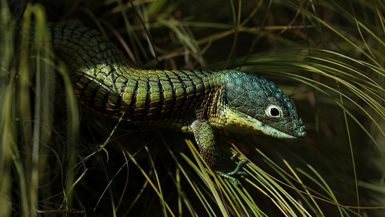 Обои трава, ящерица, темный фон, зеленая, рептилия, grass, lizard, the dark background, green, reptile разрешение 3840x2160 Загрузить