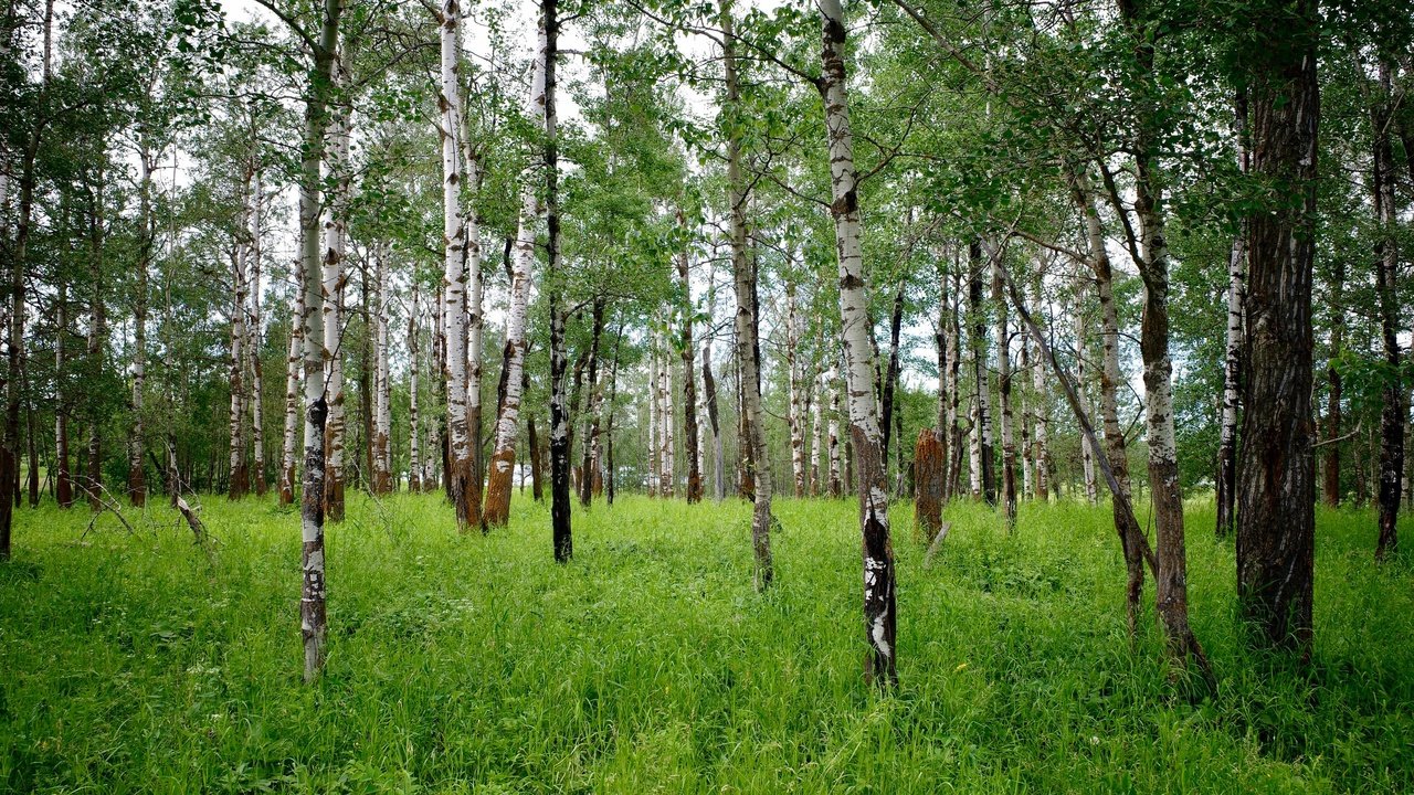 Обои трава, деревья, лес, стволы, березы, rskura, grass, trees, forest, trunks, birch разрешение 3072x1728 Загрузить