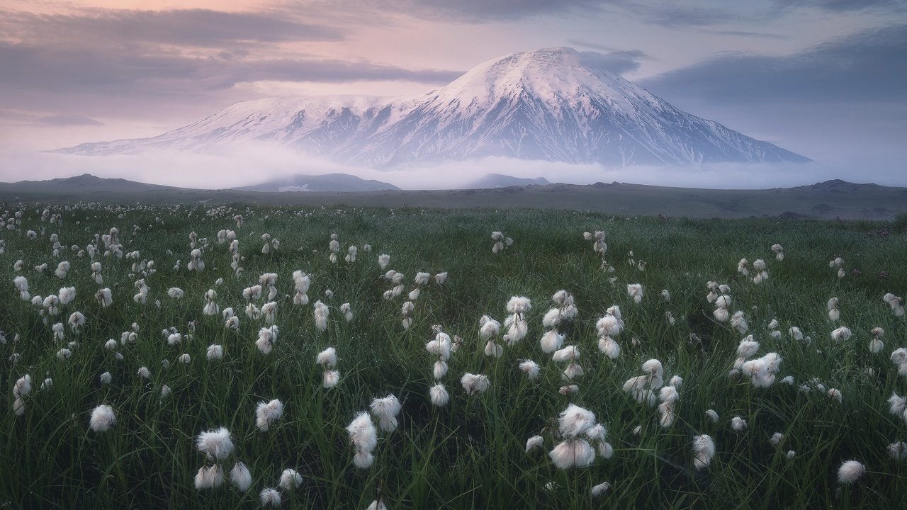 Обои трава, облака, природа, пейзаж, камчатка, луг, вулкан, пушица, grass, clouds, nature, landscape, kamchatka, meadow, the volcano, as cotton grass разрешение 2400x1599 Загрузить