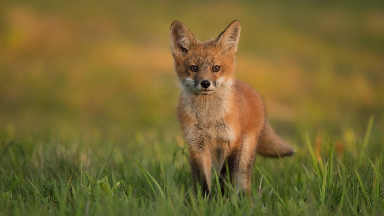 Обои трава, поляна, лиса, прогулка, лисенок, grass, glade, fox, walk разрешение 3906x2528 Загрузить