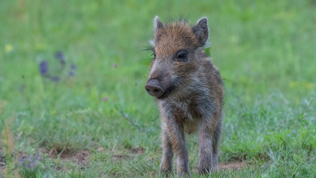 Обои трава, поляна, малыш, кабан, детеныш, поросенок, кабанчик, grass, glade, baby, boar, cub, pig, hog разрешение 3821x2459 Загрузить