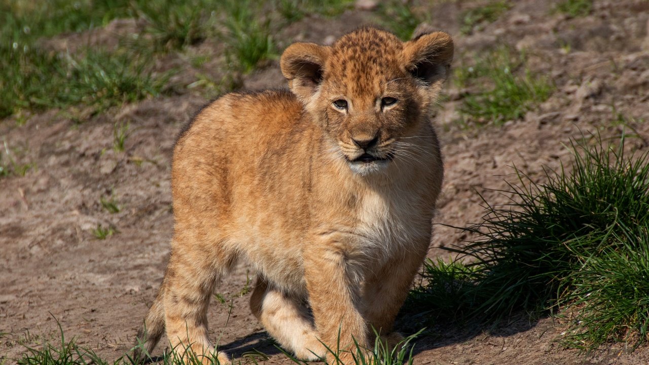 Обои трава, природа, поза, мордашка, малыш, львёнок, grass, nature, pose, face, baby, lion разрешение 4598x2921 Загрузить