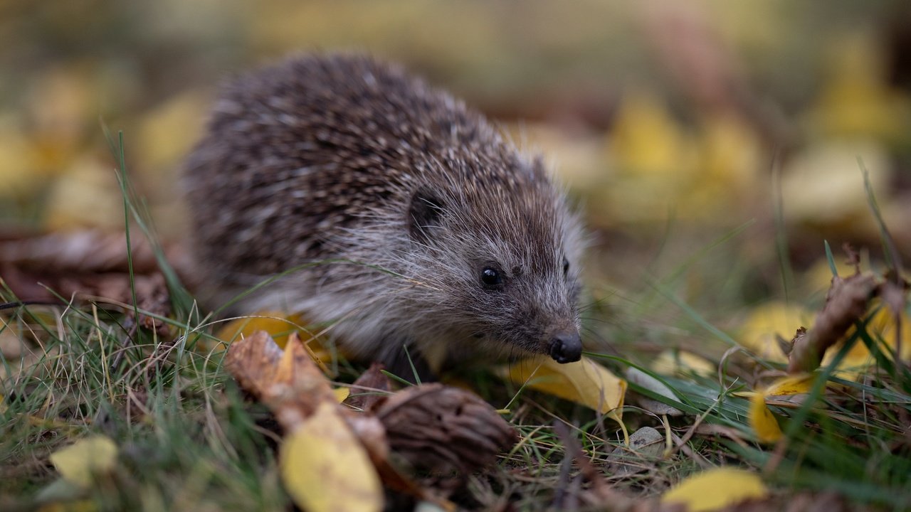 Обои трава, листья, осень, прогулка, ежик, еж, боке, grass, leaves, autumn, walk, hedgehog, bokeh разрешение 2048x1365 Загрузить