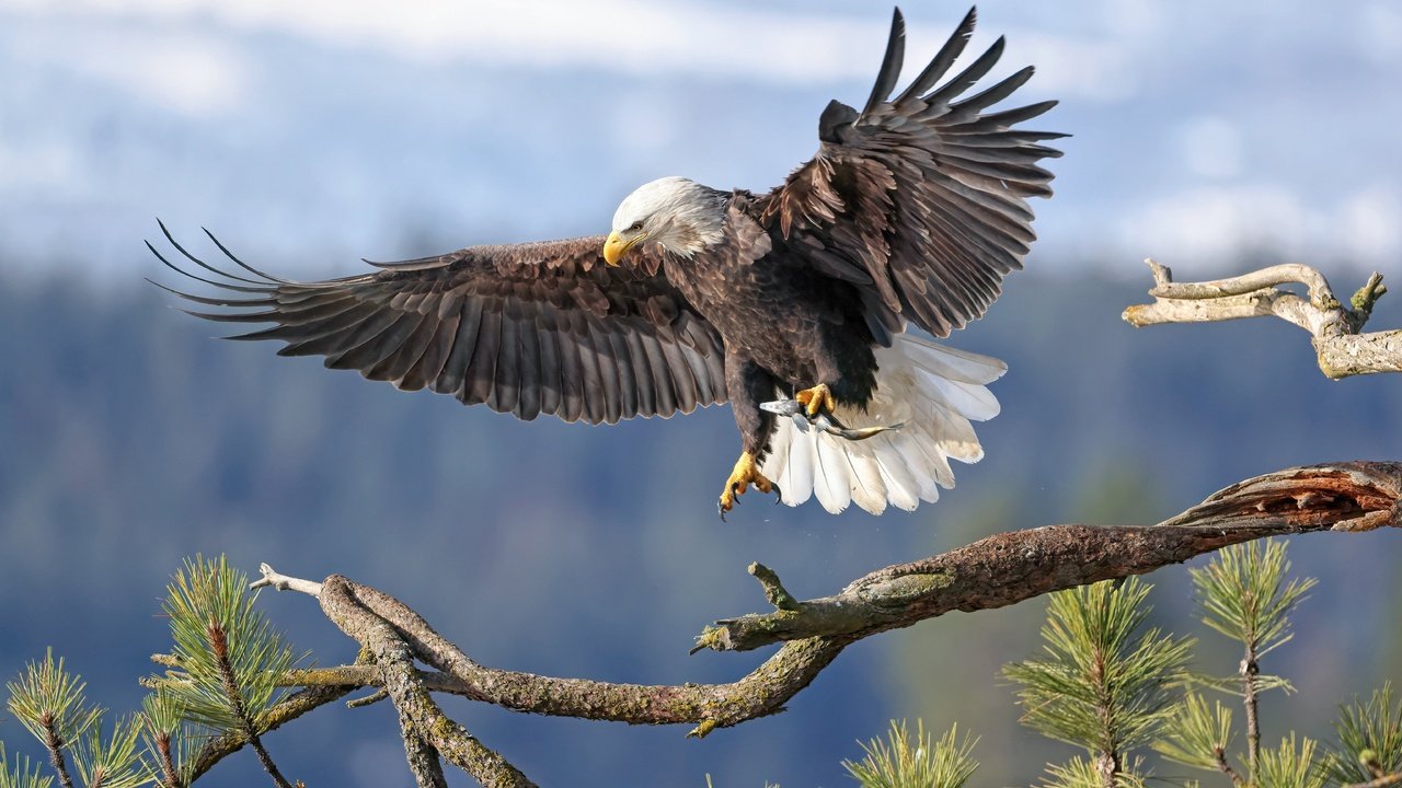 Обои ветка, фон, крылья, птица, белоголовый орлан, branch, background, wings, bird, bald eagle разрешение 6144x4117 Загрузить