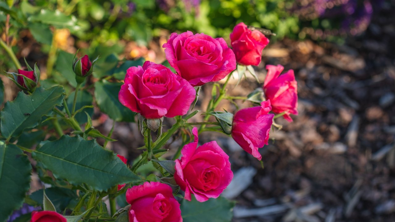 Обои ветка, розы, сад, розовые, яркие, боке, branch, roses, garden, pink, bright, bokeh разрешение 6000x4000 Загрузить