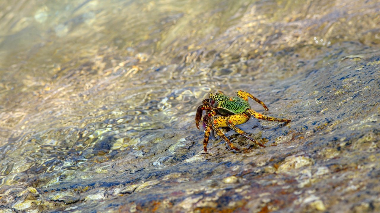 Обои вода, берег, галька, водоем, течение, краб, water, shore, pebbles, pond, for, crab разрешение 4000x2667 Загрузить