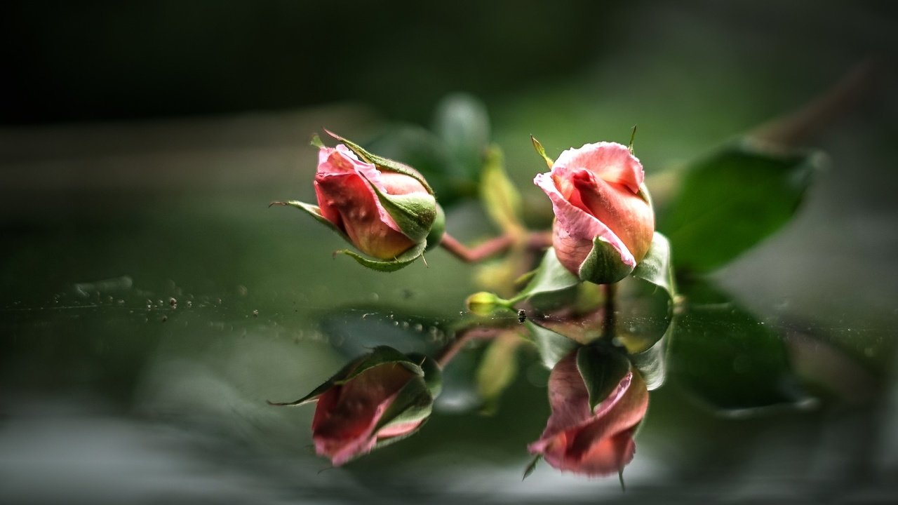 Обои вода, бутоны, отражение, розы, розовые, water, buds, reflection, roses, pink разрешение 2000x1284 Загрузить