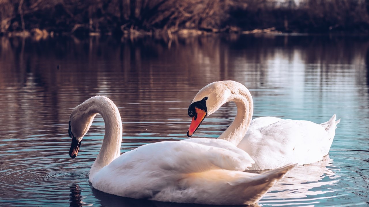 Обои водоем, птицы, пара, лебеди, pond, birds, pair, swans разрешение 4974x3316 Загрузить