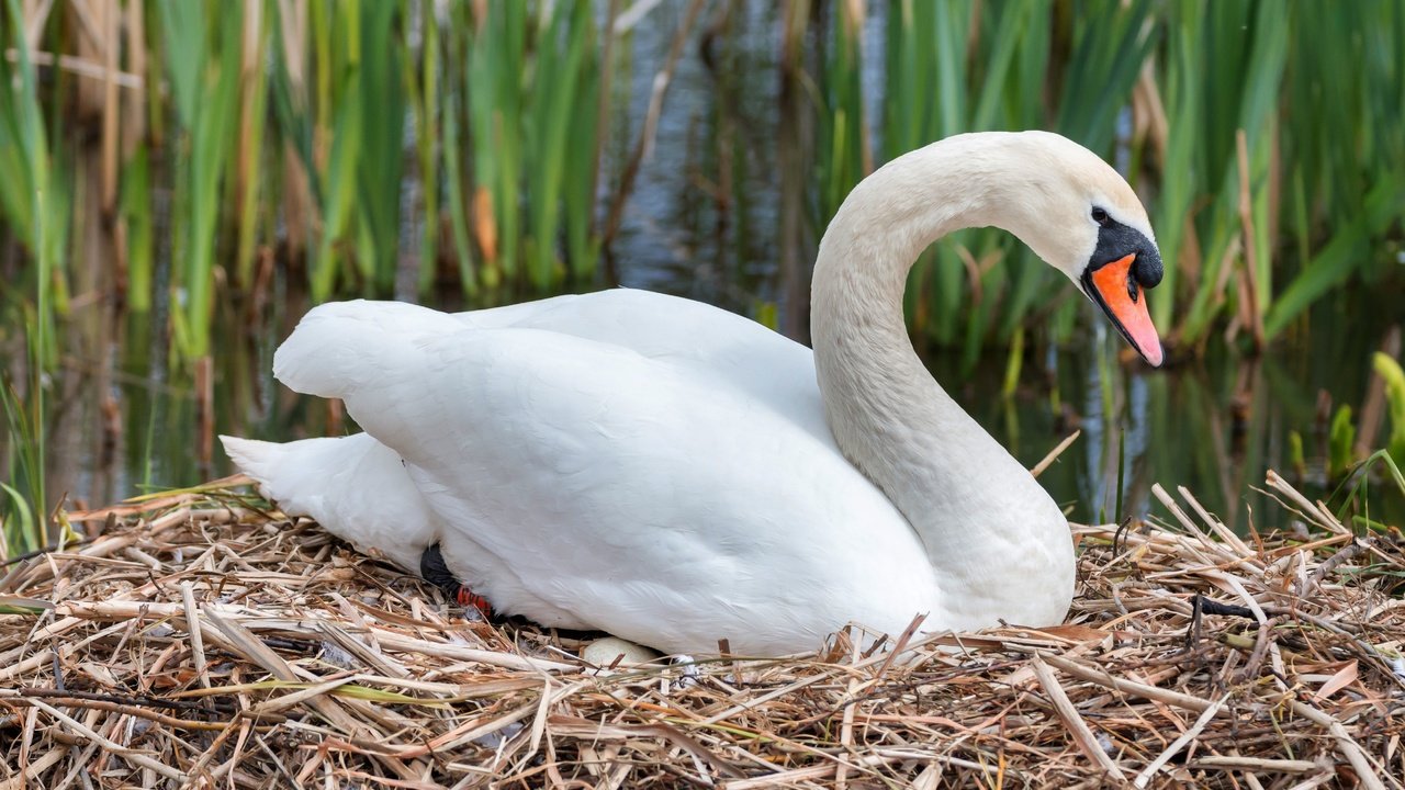 Обои белый, птица, клюв, перья, лебедь, гнездо, white, bird, beak, feathers, swan, socket разрешение 5249x3499 Загрузить