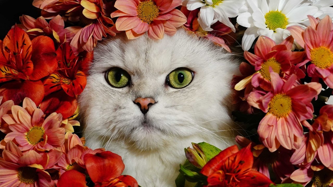 Обои цветы, кот, белый, flowers, cat, white разрешение 4572x3234 Загрузить