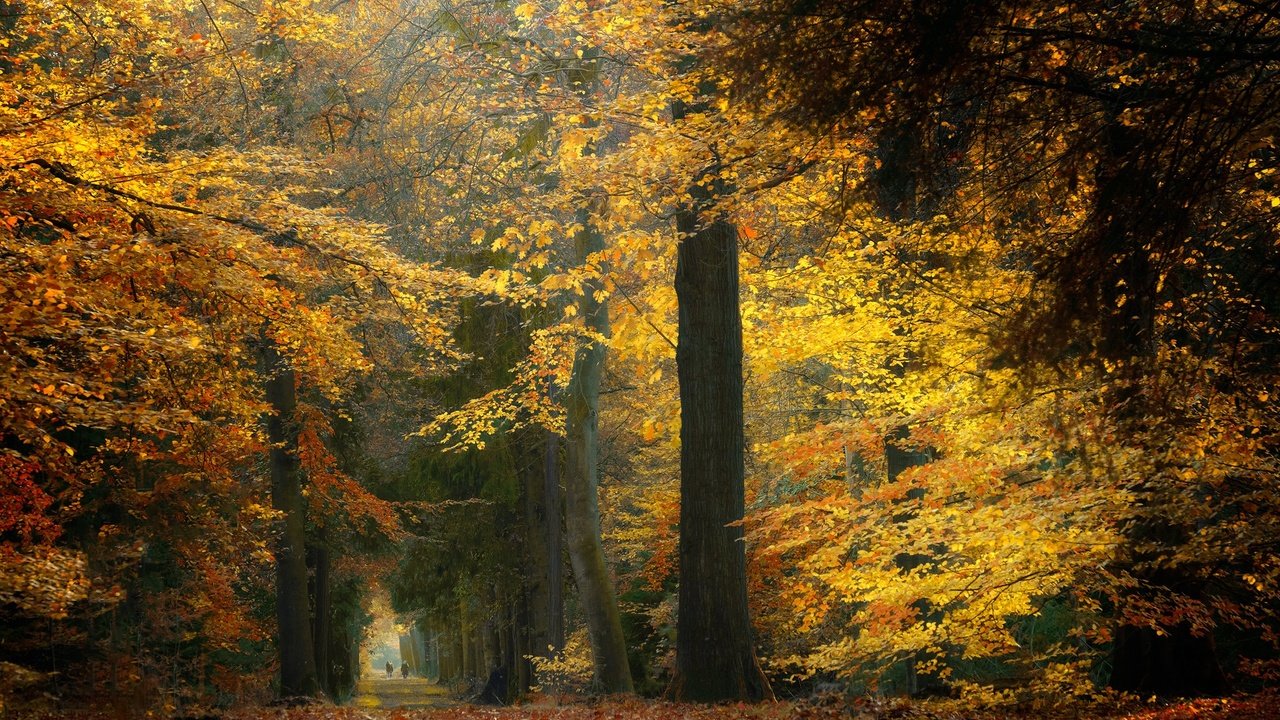 Обои деревья, лес, осень, нидерланды, trees, forest, autumn, netherlands разрешение 2048x1365 Загрузить