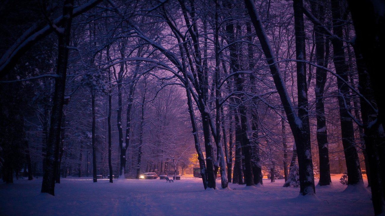 Обои деревья, огни, вечер, лес, парк, город, trees, lights, the evening, forest, park, the city разрешение 3840x2160 Загрузить