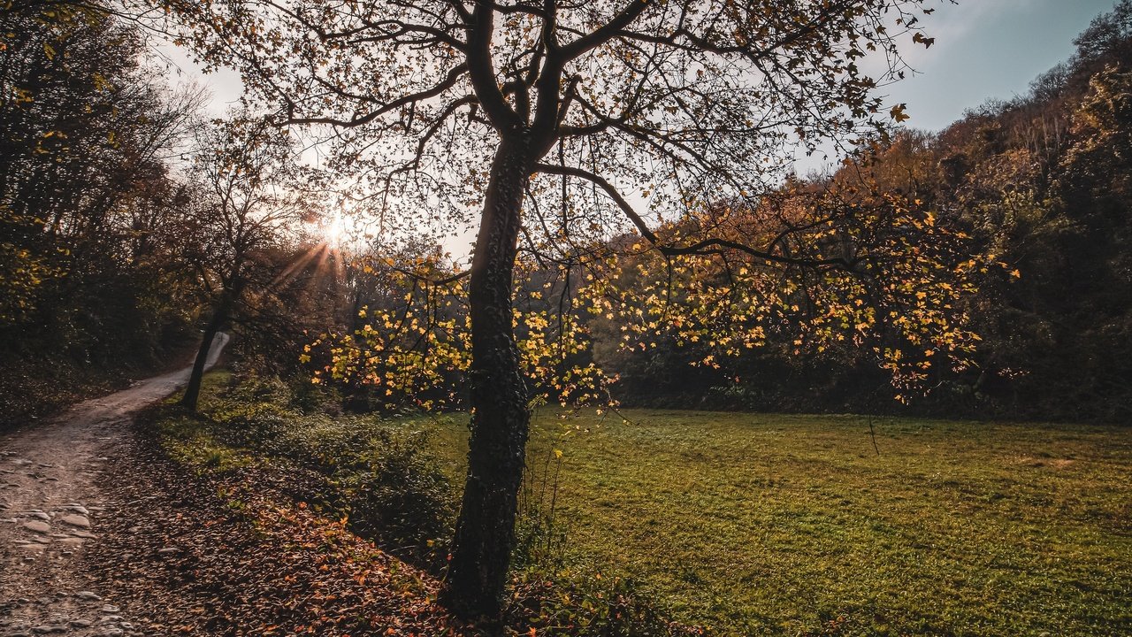 Обои дорога, дерево, осень, road, tree, autumn разрешение 2560x1440 Загрузить