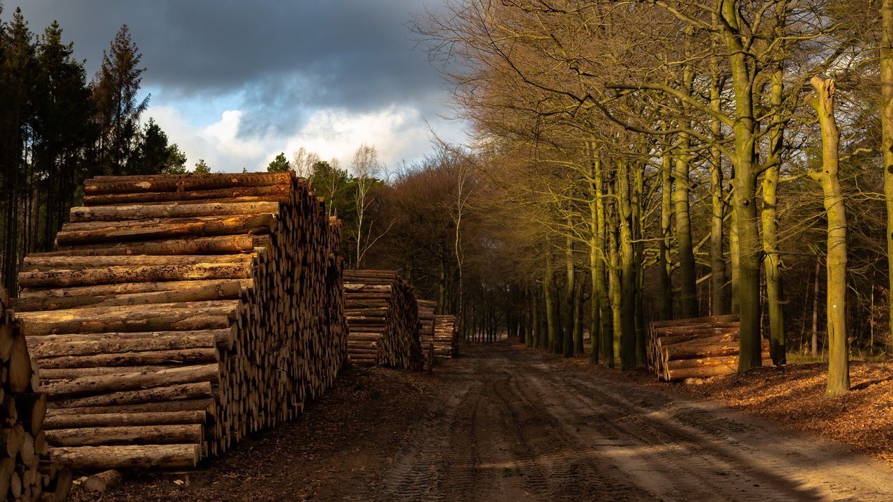 Обои дорога, лес, дрова, road, forest, wood разрешение 3840x2160 Загрузить