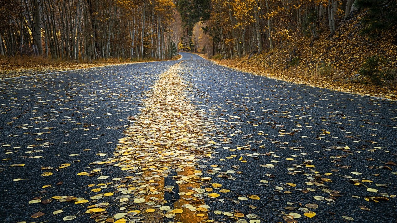 Обои дорога, осень, road, autumn разрешение 2880x1620 Загрузить