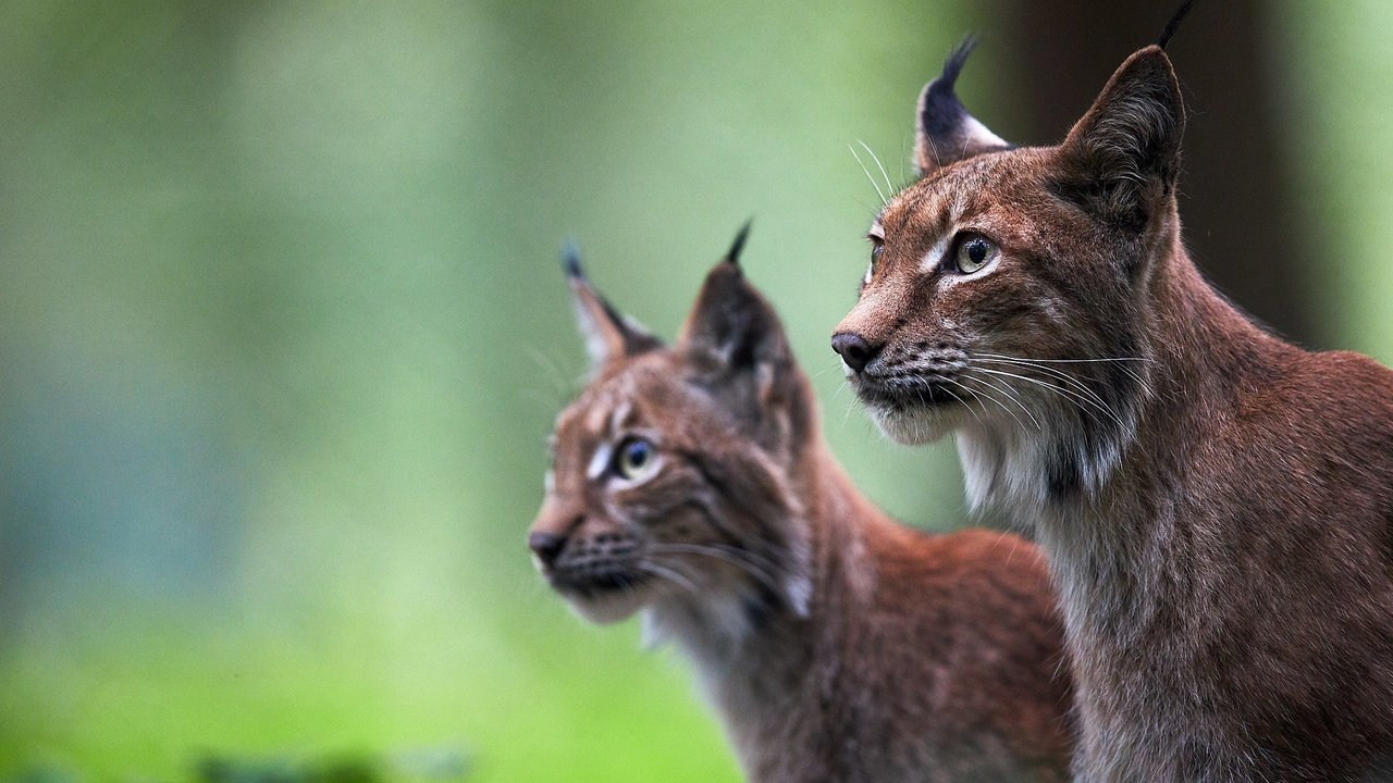 Обои фон, рысь, пара, дикие кошки, background, lynx, pair, wild cats разрешение 2048x1365 Загрузить