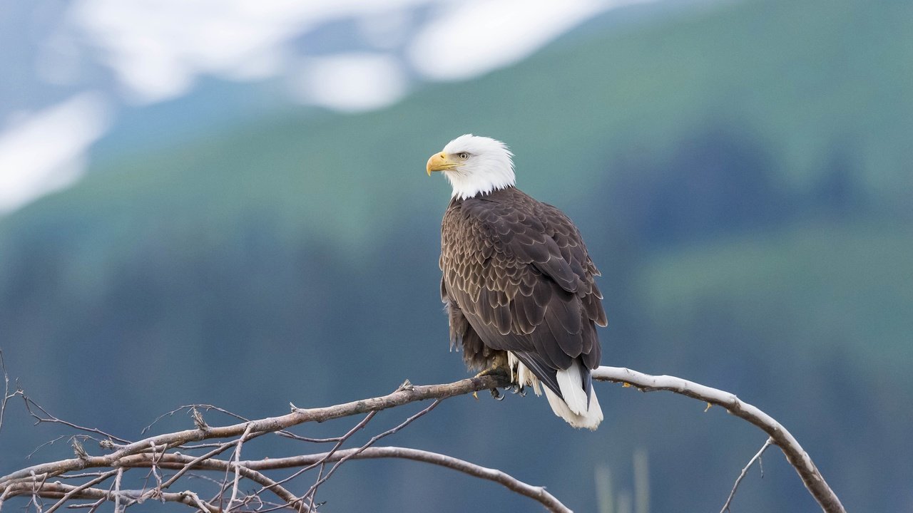 Обои горы, дерево, фон, ветки, птица, белоголовый орлан, mountains, tree, background, branches, bird, bald eagle разрешение 2880x1620 Загрузить