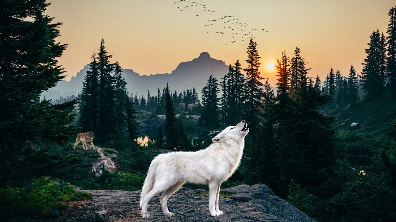 Обои лес, белый, рендеринг, волк, вой, полярный, forest, white, rendering, wolf, howl, polar разрешение 2560x1440 Загрузить