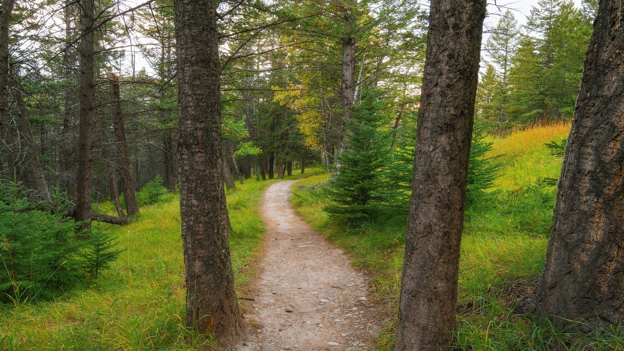 Обои лес, дорожка, тропинка, сосны, ели, forest, track, path, pine, ate разрешение 3840x2160 Загрузить