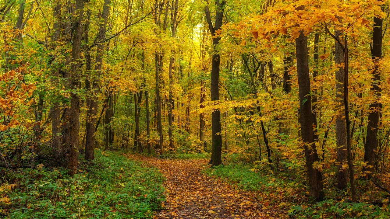 Обои лес, листва, панорама, осень, forest, foliage, panorama, autumn разрешение 6144x2403 Загрузить