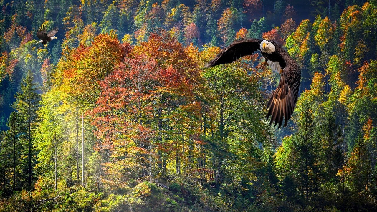 Обои лес, полет, осень, рендеринг, белоголовый орлан, forest, flight, autumn, rendering, bald eagle разрешение 2560x1440 Загрузить