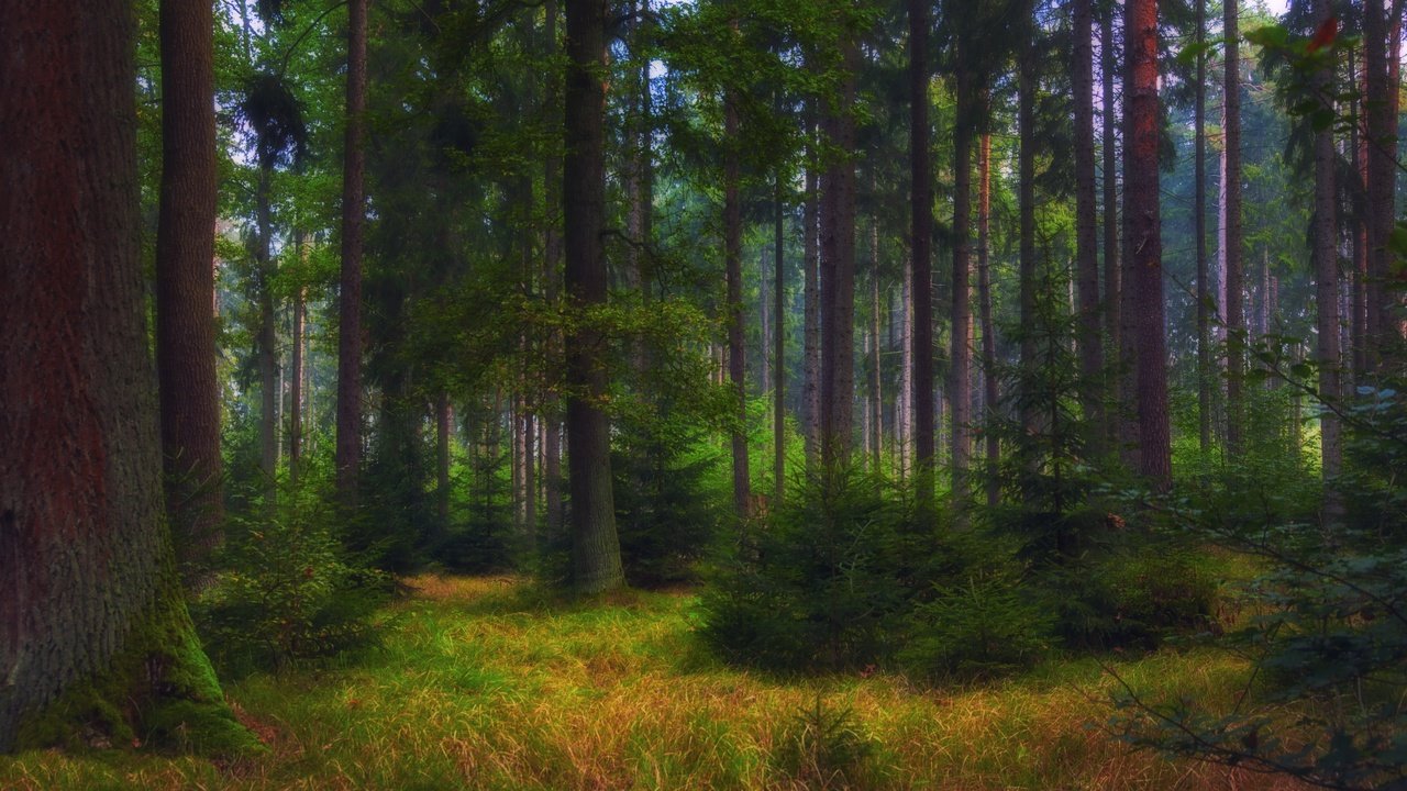 Обои лес, forest разрешение 3840x2160 Загрузить